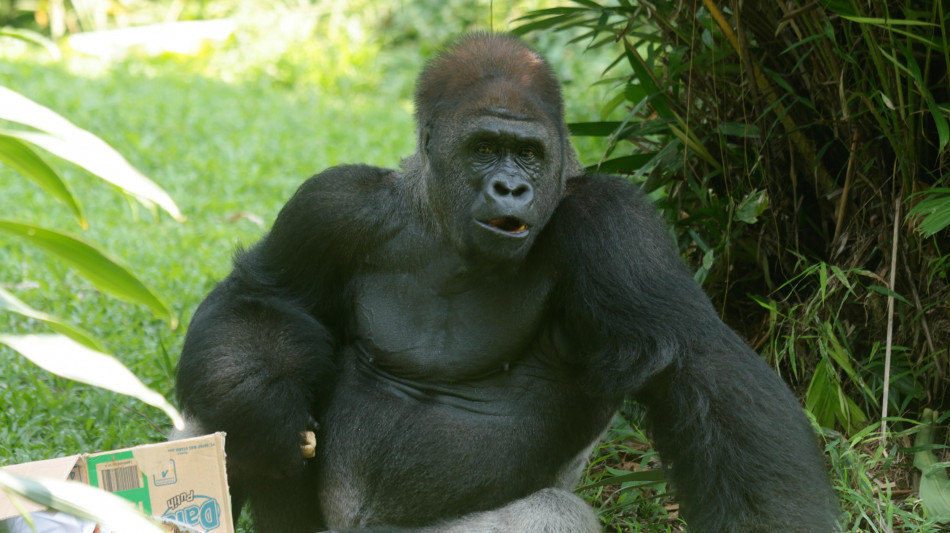 Dai geni dei gorilla nuovi indizi sull'infertilit&agrave; maschile